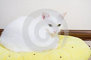 white Angora cat sits on a pillow