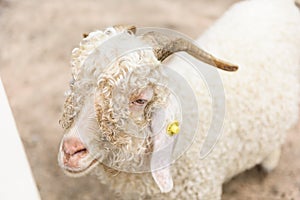 White angora goat (Capra aegagrus hircus) in the stall