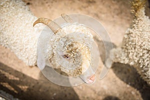 White angora goat (Capra aegagrus hircus) in the stall