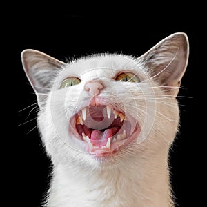 White angry cat with open mouth on black isolated background