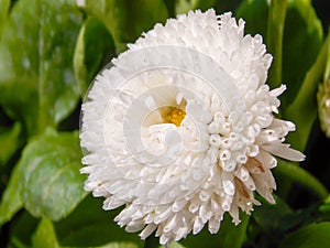 White Annual-aster Beautiful Close Up