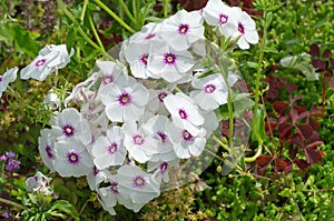 White annual Phlox blooms in the summer garden