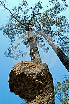 White ant nest