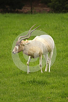 White Antelope, Addax