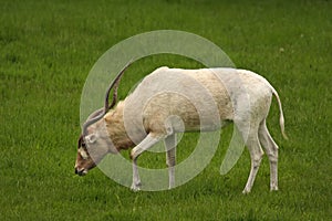 White Antelope, Addax photo