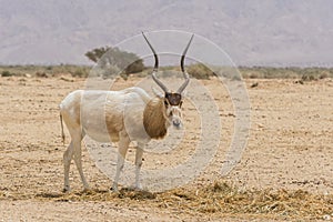 The white antelope, Addax nasomaculatus, also known as the screwhorn antelope in Yotvata Hai Bar Nature Reserve, Israel