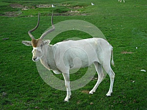 White antelope standing in savanna.