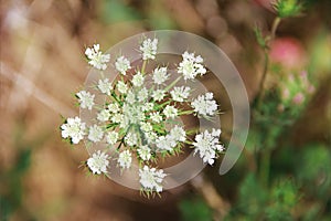 White anthriscus sylvestris flower on green a leaves