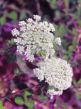 White anthriscus sylvestris flower on green a leaves