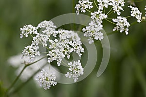 White Anthriscus sylvestris grows in the summer meadow. Cow parsley growing at the edge of a hay meadow close up