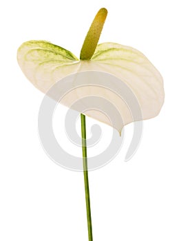 White Anthurium flower