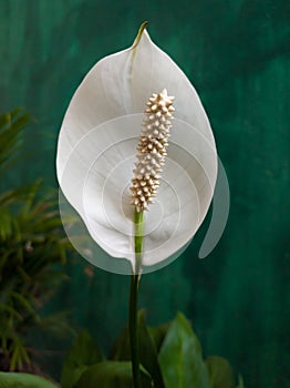 White anthurium flower closeup