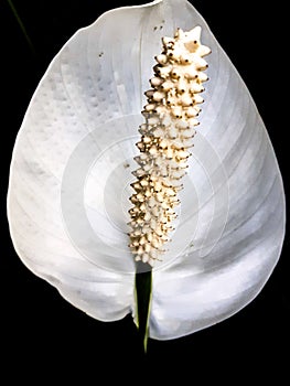 White Anthurium flower with its centre portion
