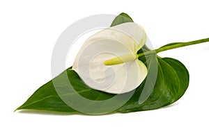 White Anthurium flower with leaf