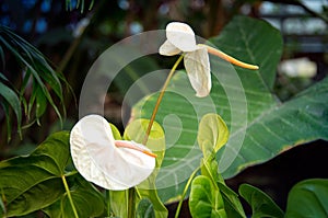 White Anthurium flowering plant or Araceae. General common names are tailflower, flamingo flower and laceleaf. Tropical flora