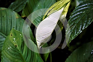 White Anthurium leaf spotted in the Curi-Cancha Reserve photo