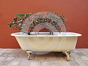 White antique bathtub with two bushes. Flower arrangement. Front view of vintage clawfoot bathtub used as a plant pot. Decoration