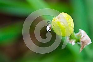 White aphid insects sucking sap on bud