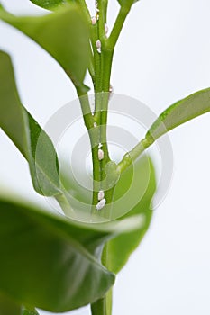 White Aphids or Mealybugs on green leaves
