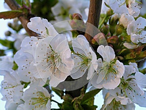 White apple bloom