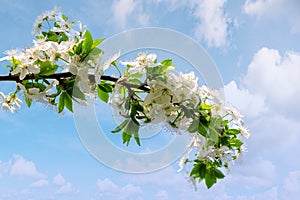 white apple blossom. beautiful orchard details ona sky background in springtime