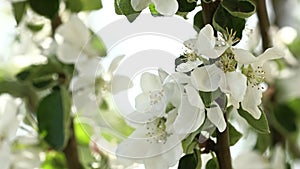 White apple blossom. Branches with beautiful and light-colored Apple tree blossoms in a springtime garden. Macro natural