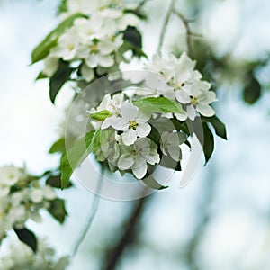 White Apple blossom close-up