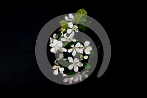 White apple blossom flowers isolated on a black background
