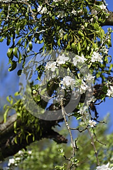 White apple blossom, and mistle in the tree, with blurred background