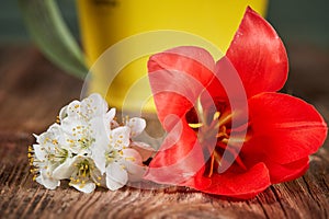 White apple blossom and red tulip bloom