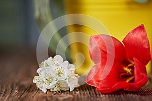 White apple blossom and red tulip bloom