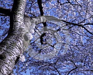 White Apple Blossom tree
