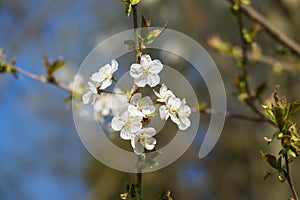 White apple blossom on tree, with blurred background
