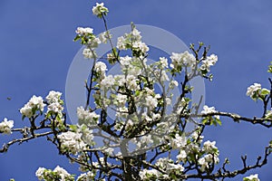 White apple blossom,  in the tree, with blurred background