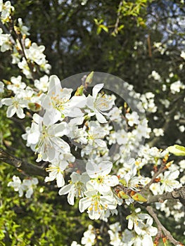 White apple blossom on tree, with blurred background