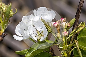 White apple blossom