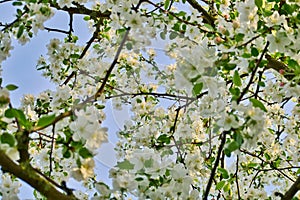 White apple blossoms in apple branches with green leafs in spring time