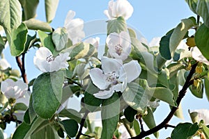 White apple blossoms photo