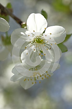 White apple blossoms illuminated by the sun. Two flowers