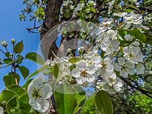 White Apple Blossoms in Spring