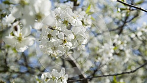 White apple or cherry tree blossoms