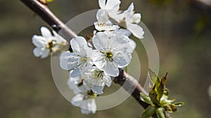 White apple or cherry tree blossoms.