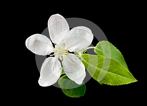 White apple flower