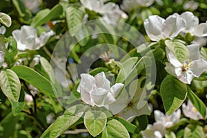 white apple flower close-up across green leaves and flowers. natural background. Garden