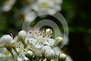 White apple flower macro