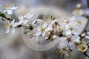 White apple flower