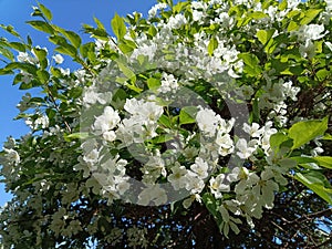 White apple flowers