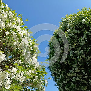 White apple flowers