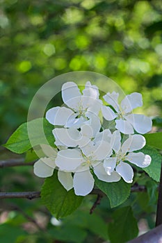 White Apple flowers bloom