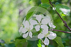 White Apple flowers bloom